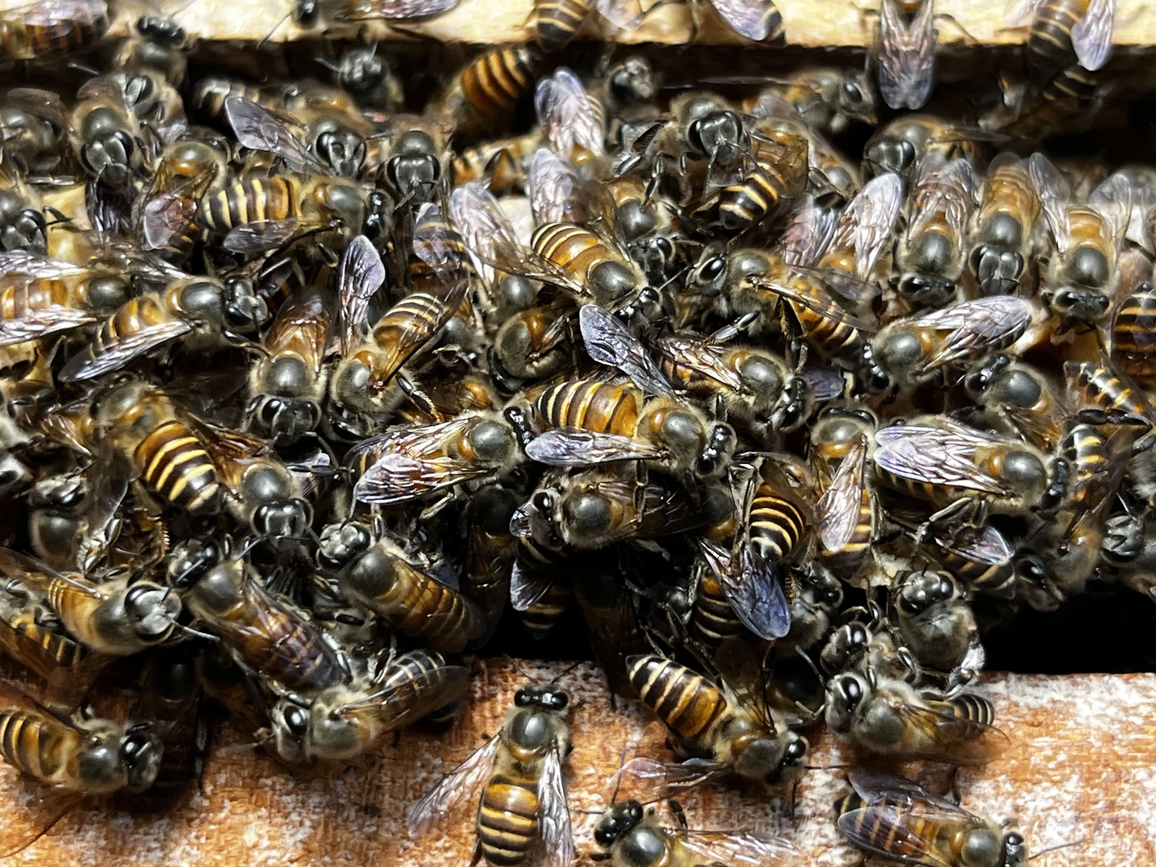 Why We Choose Native Indian Bees ?