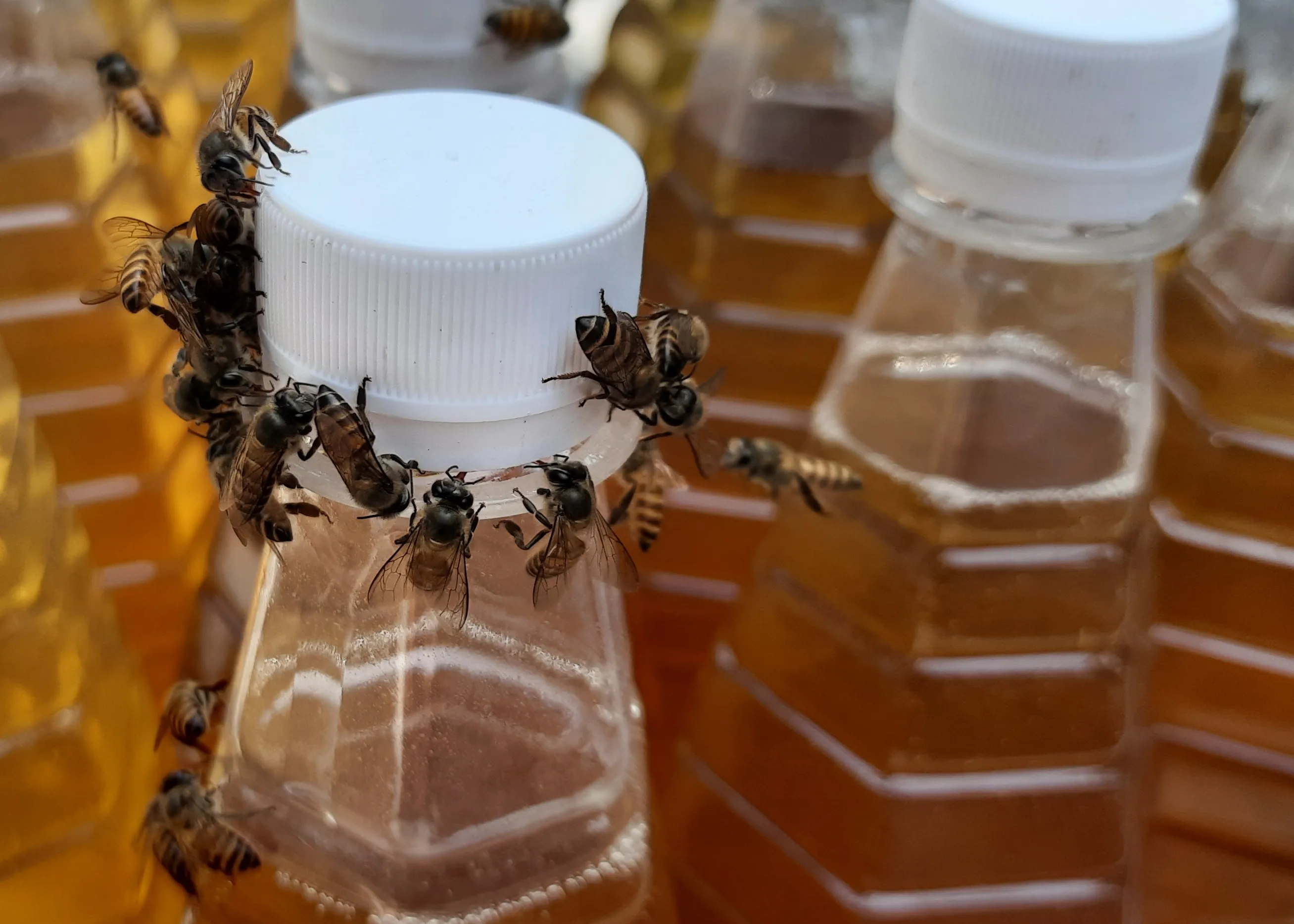Our Honey - Directly from Pristine Western Ghats